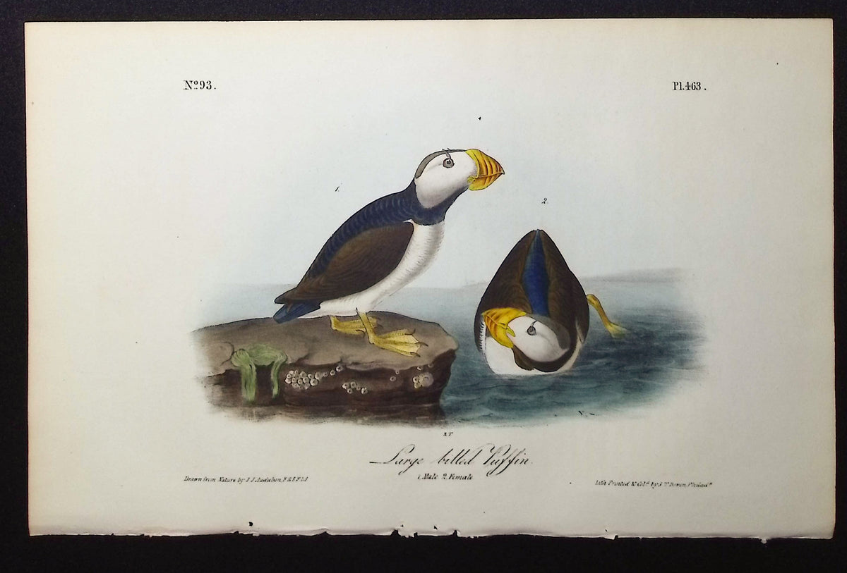 Large billed Puffin