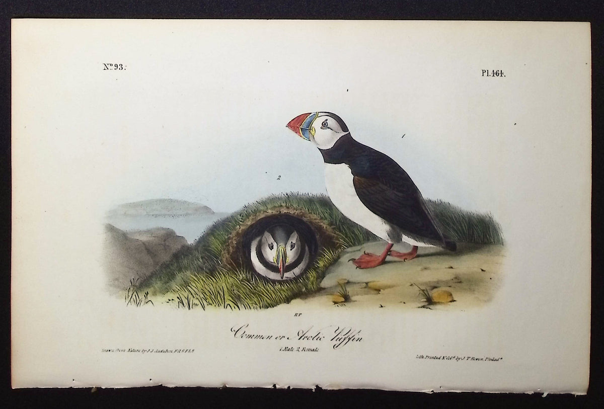 Common or Arctic Puffin