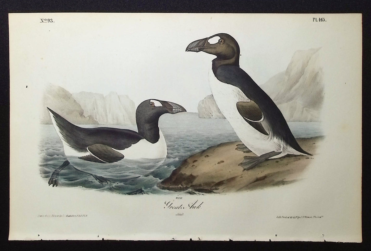 Great Auk (Extinct)