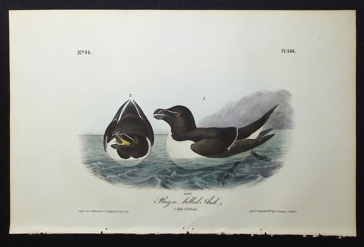 Razor-billed Auk