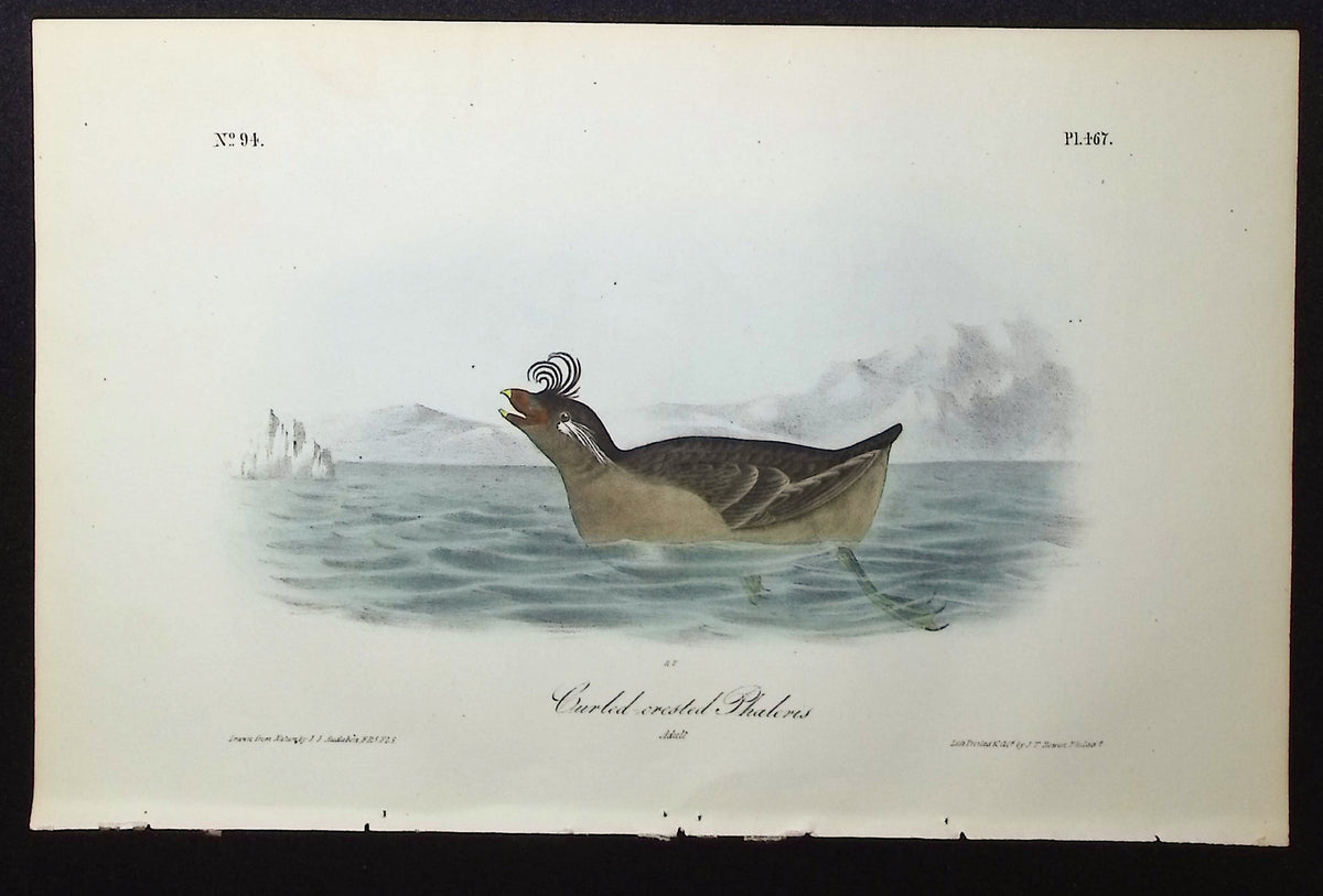 Curled-crested Phaleris