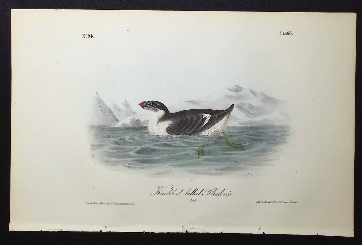 Knobbed-billed Phaleris
