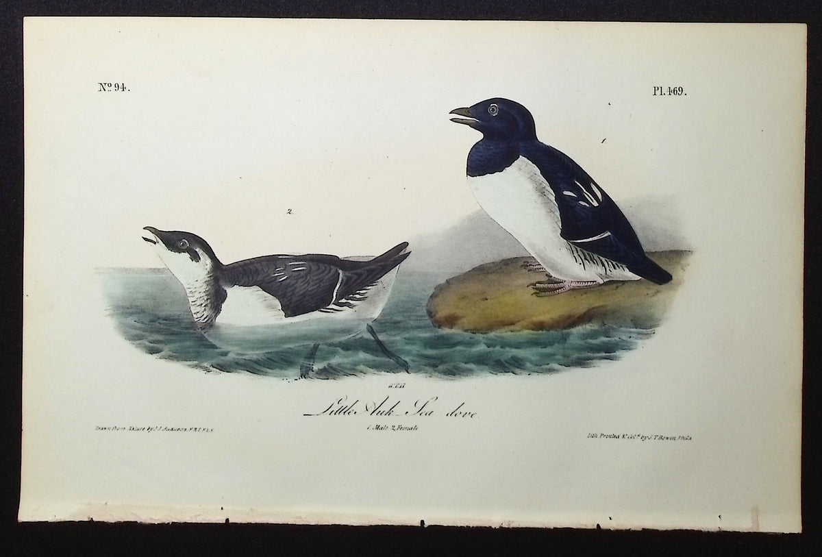 Little Auk Sea-dove