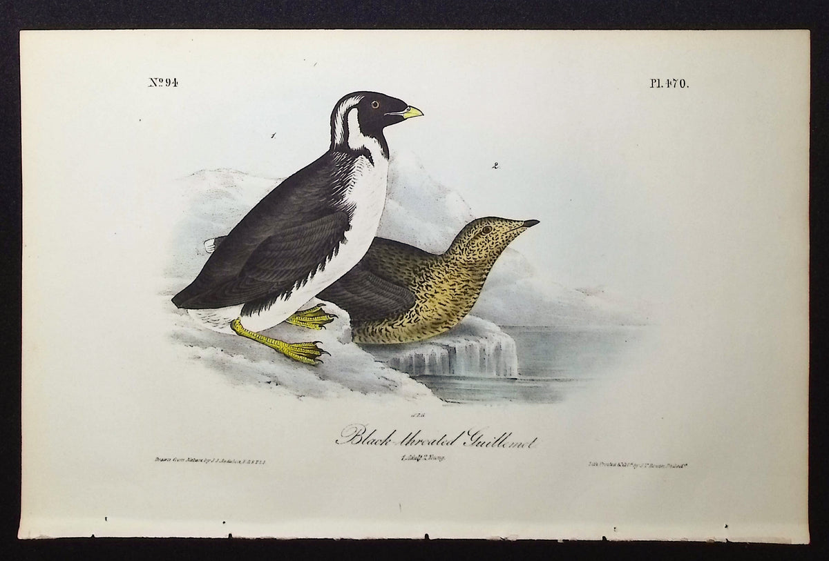 Black-throated Guillemot