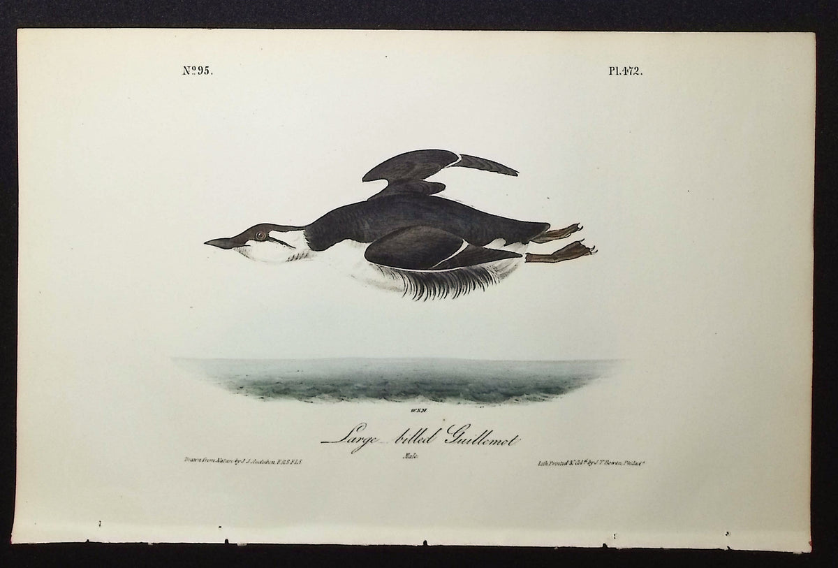Horned-billed Guillemot