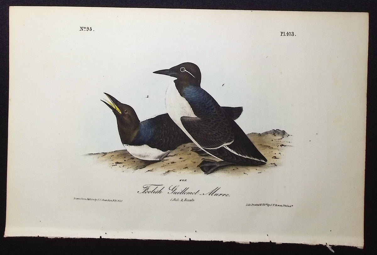 Large-billed Guillemot