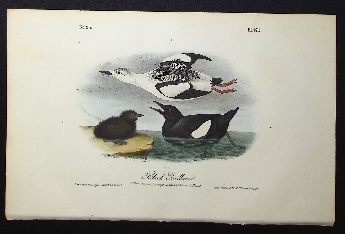 Foolish Guillemot-Murre