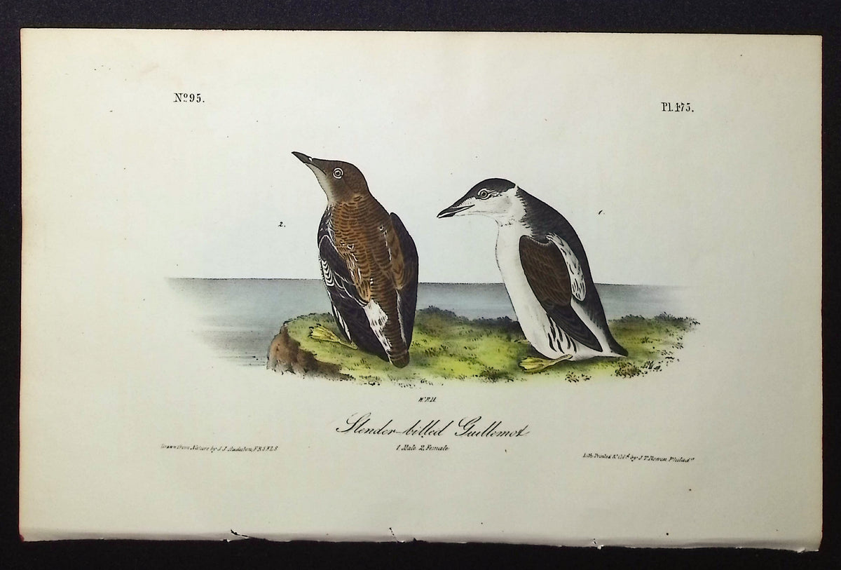 Black Guillemot