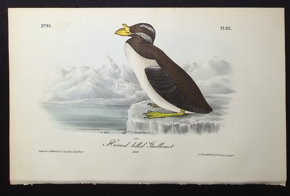 Slender-billed Guillemot