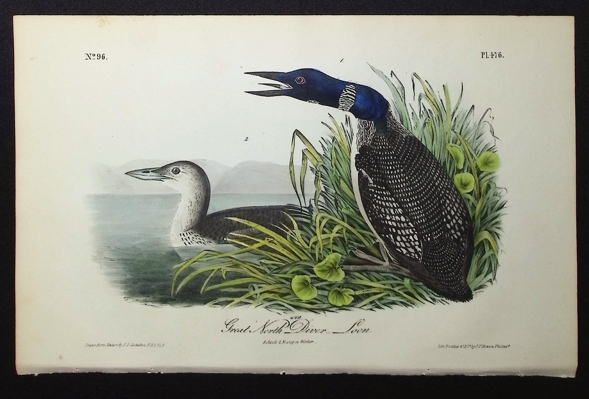 Great North Diver or Loon