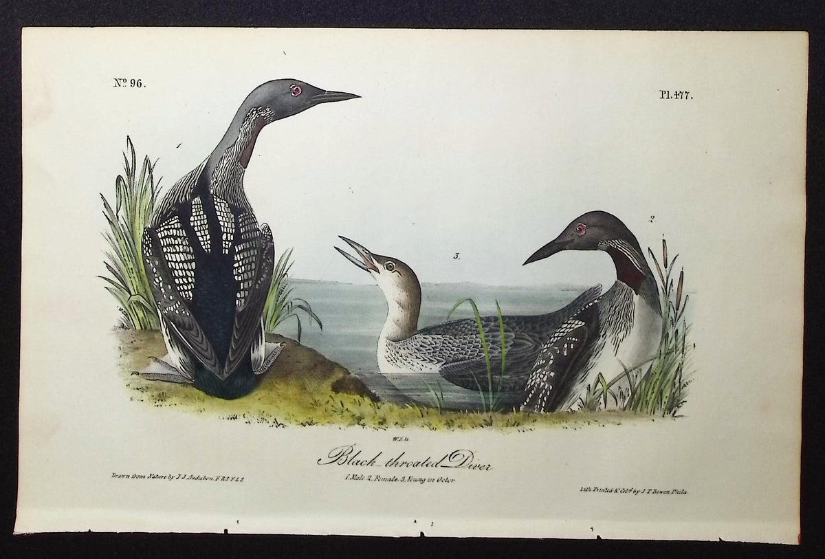 Black-throated Diver