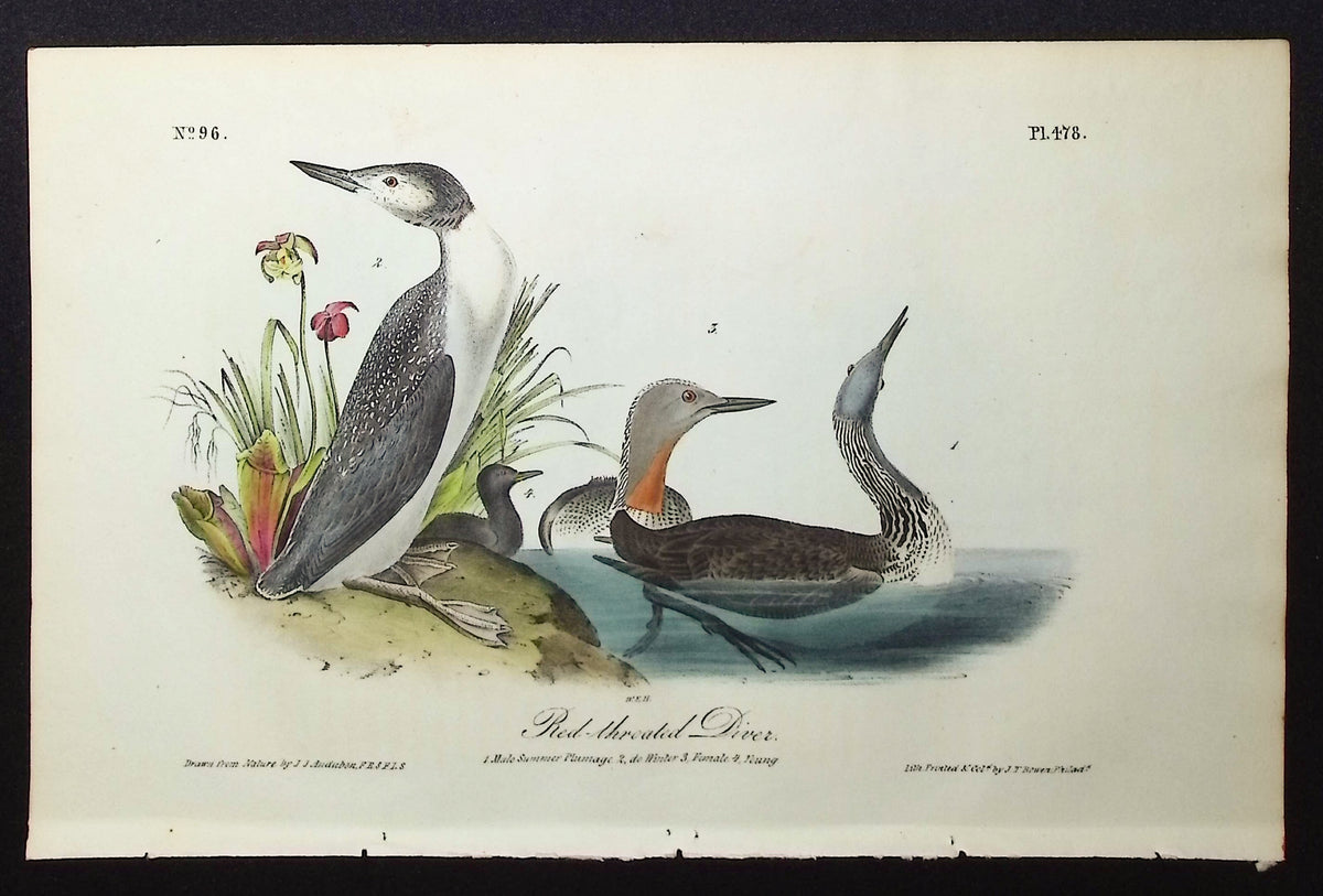 Red-throated Diver