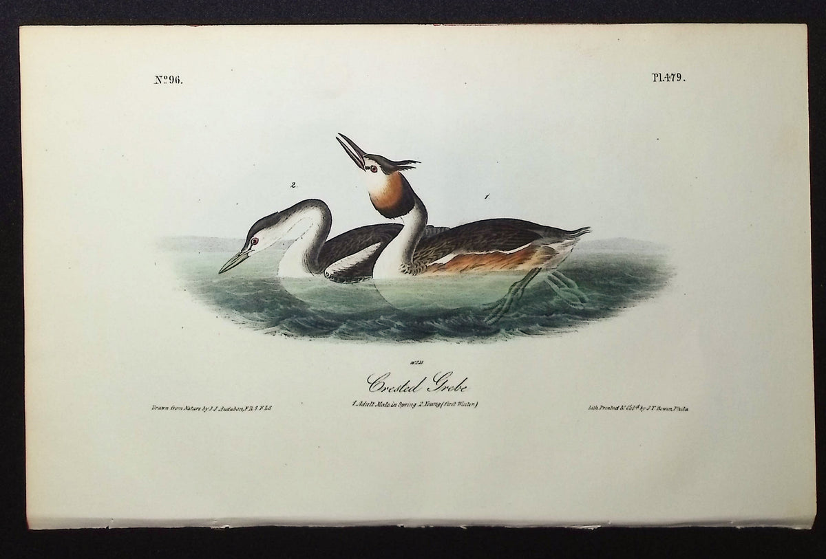 Crested Grebe