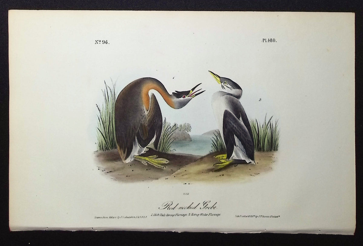 Red-necked Grebe