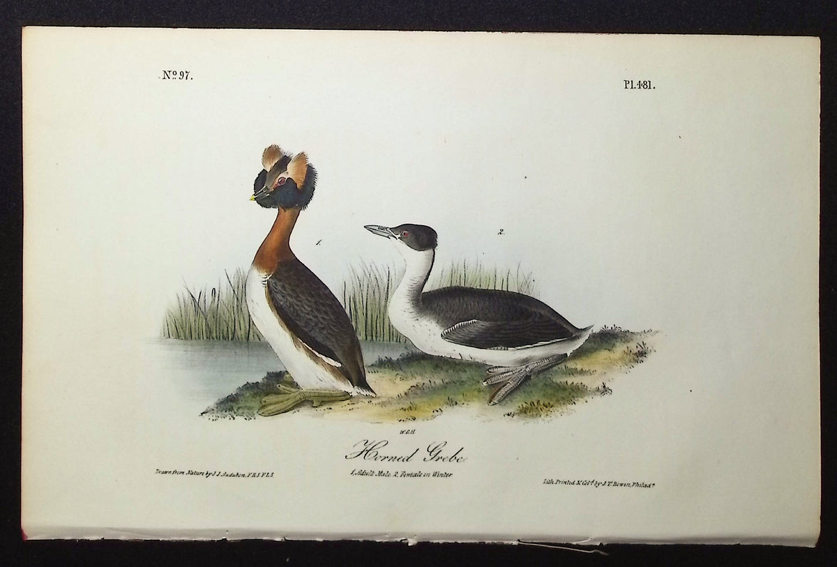 Horned Grebe