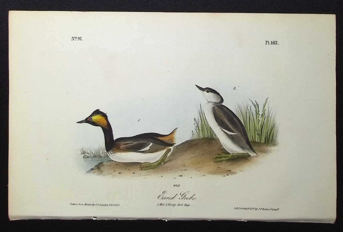 Eared Grebe