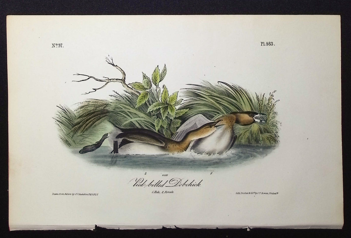 Pied-billed Dobchick