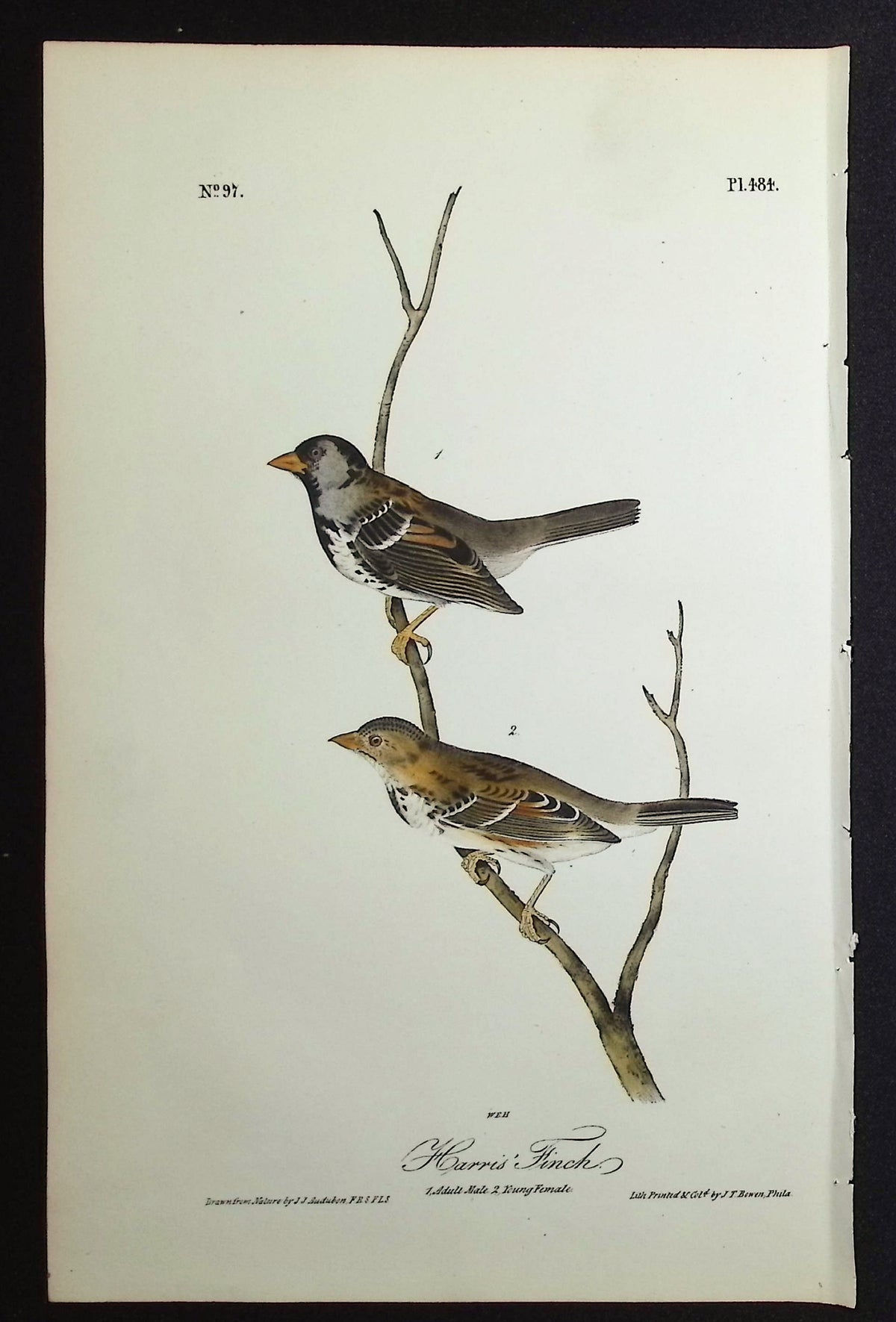 Harris' Finch
