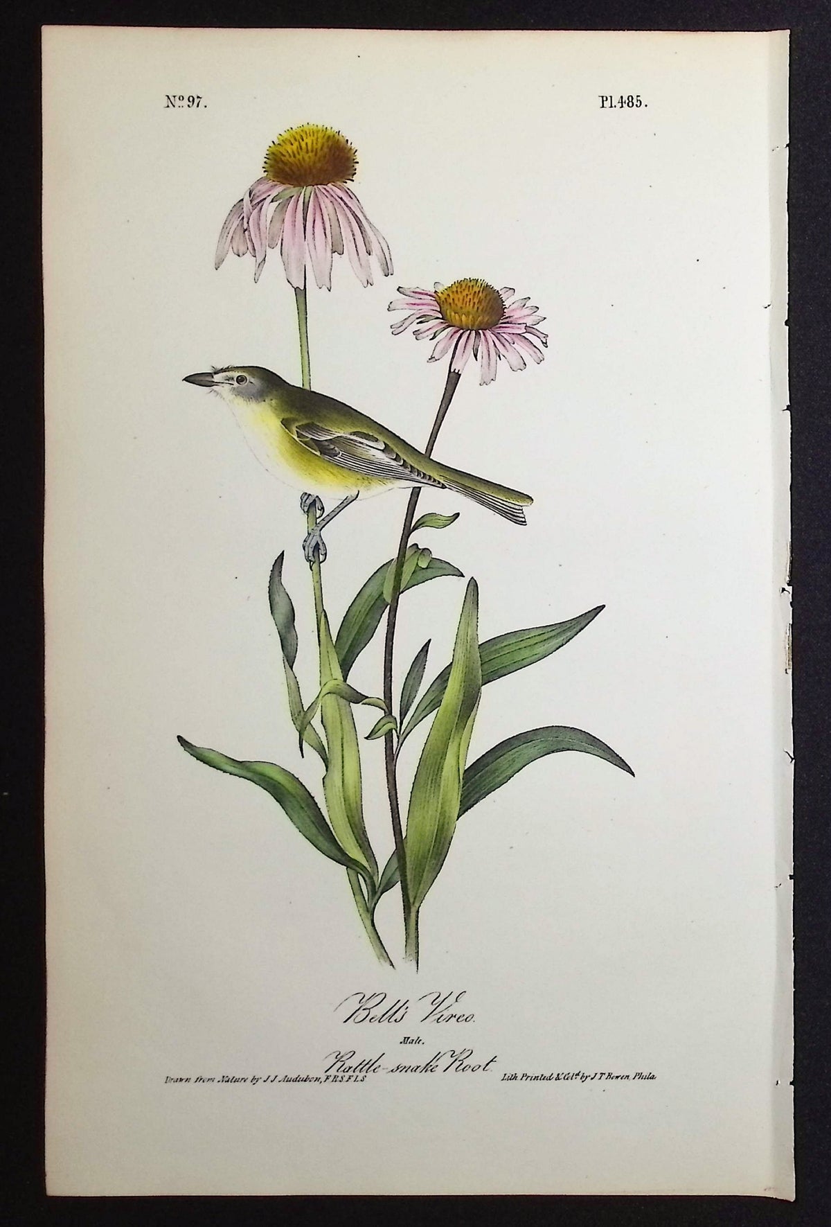 Bell's Vireo