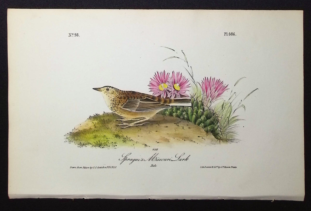 Sprague's Missouri Lark