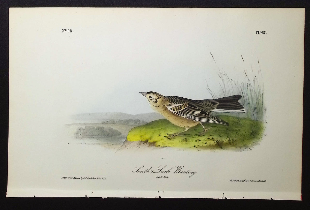 Smith's Lark-Bunting