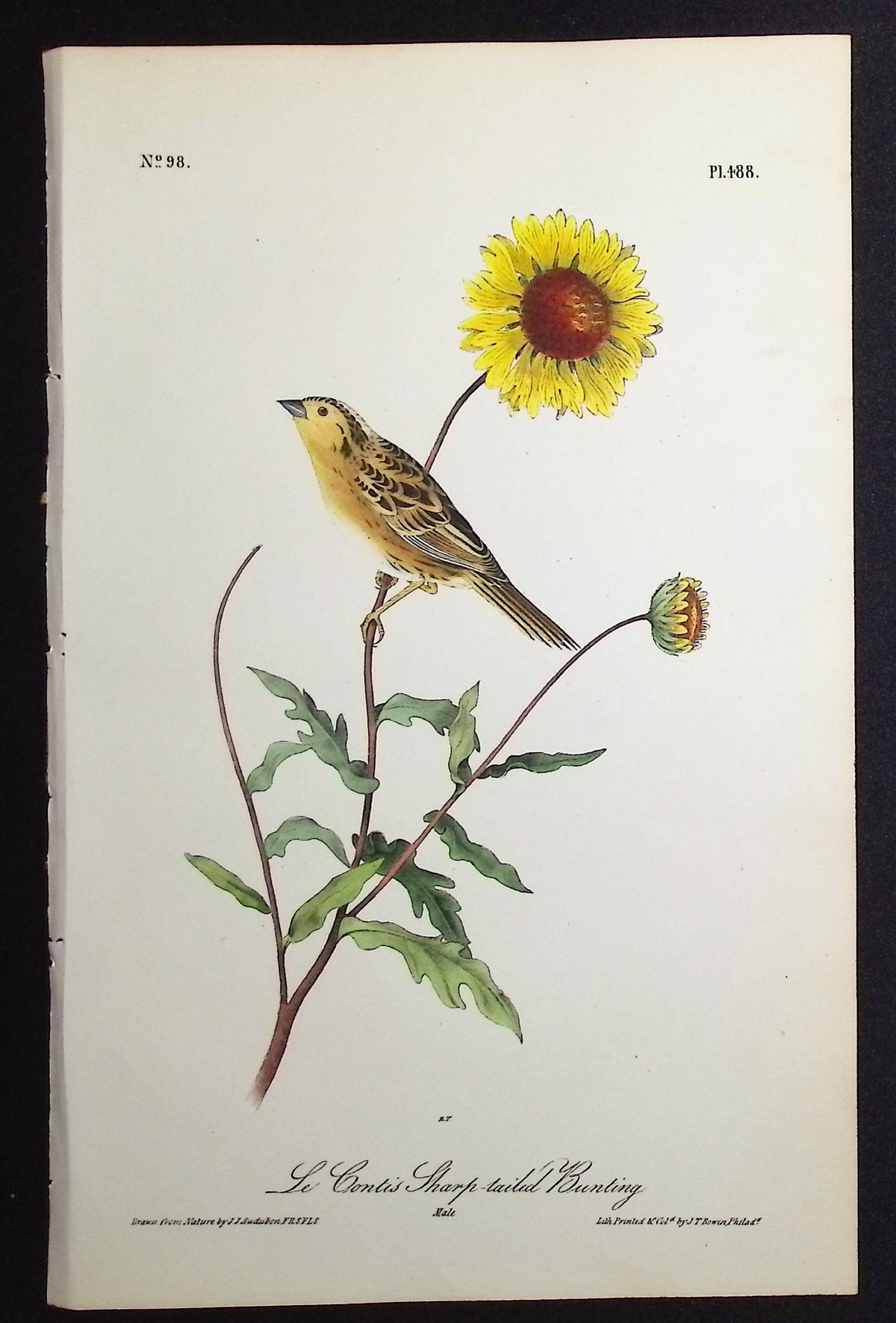 Le Conte's Sharp-tailed Bunting