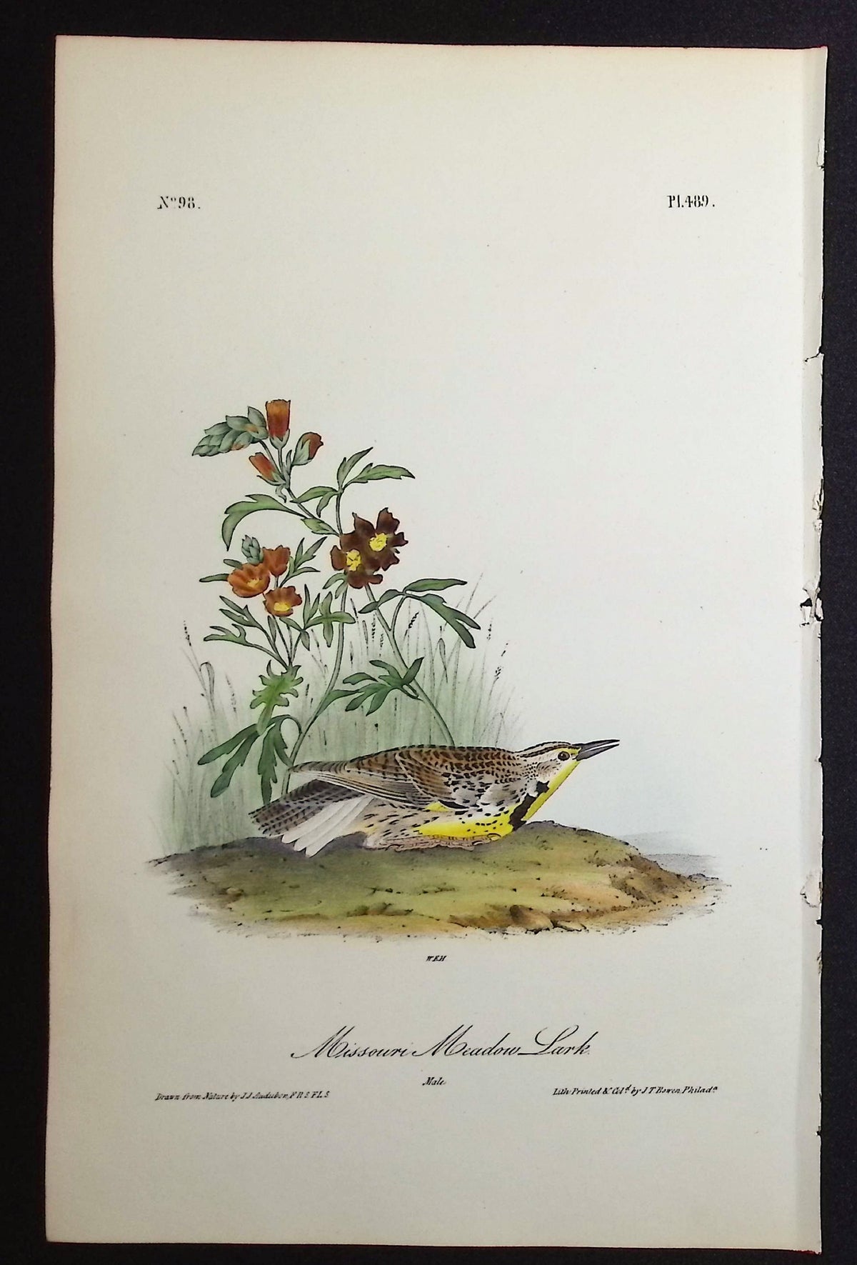 Missouri Meadow Lark