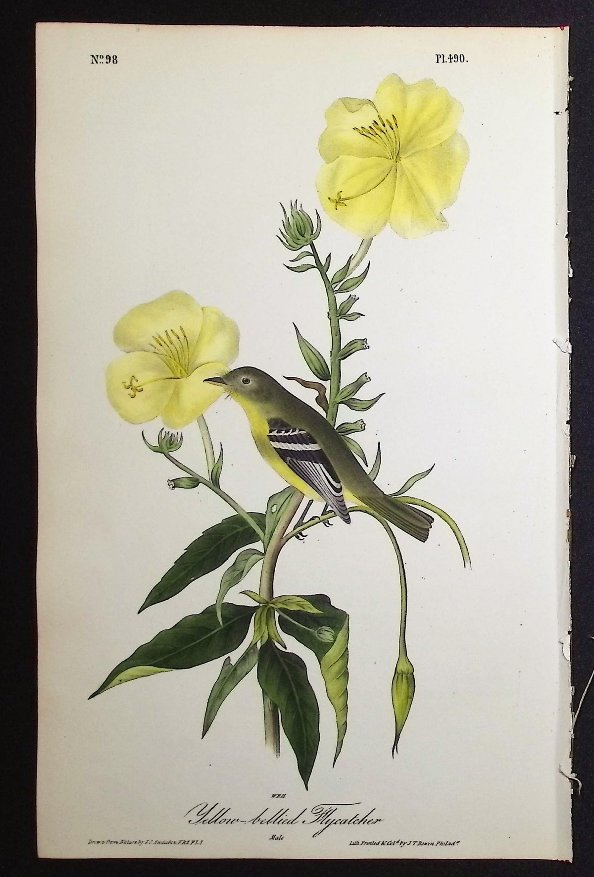 Yellow-bellied Flycatcher
