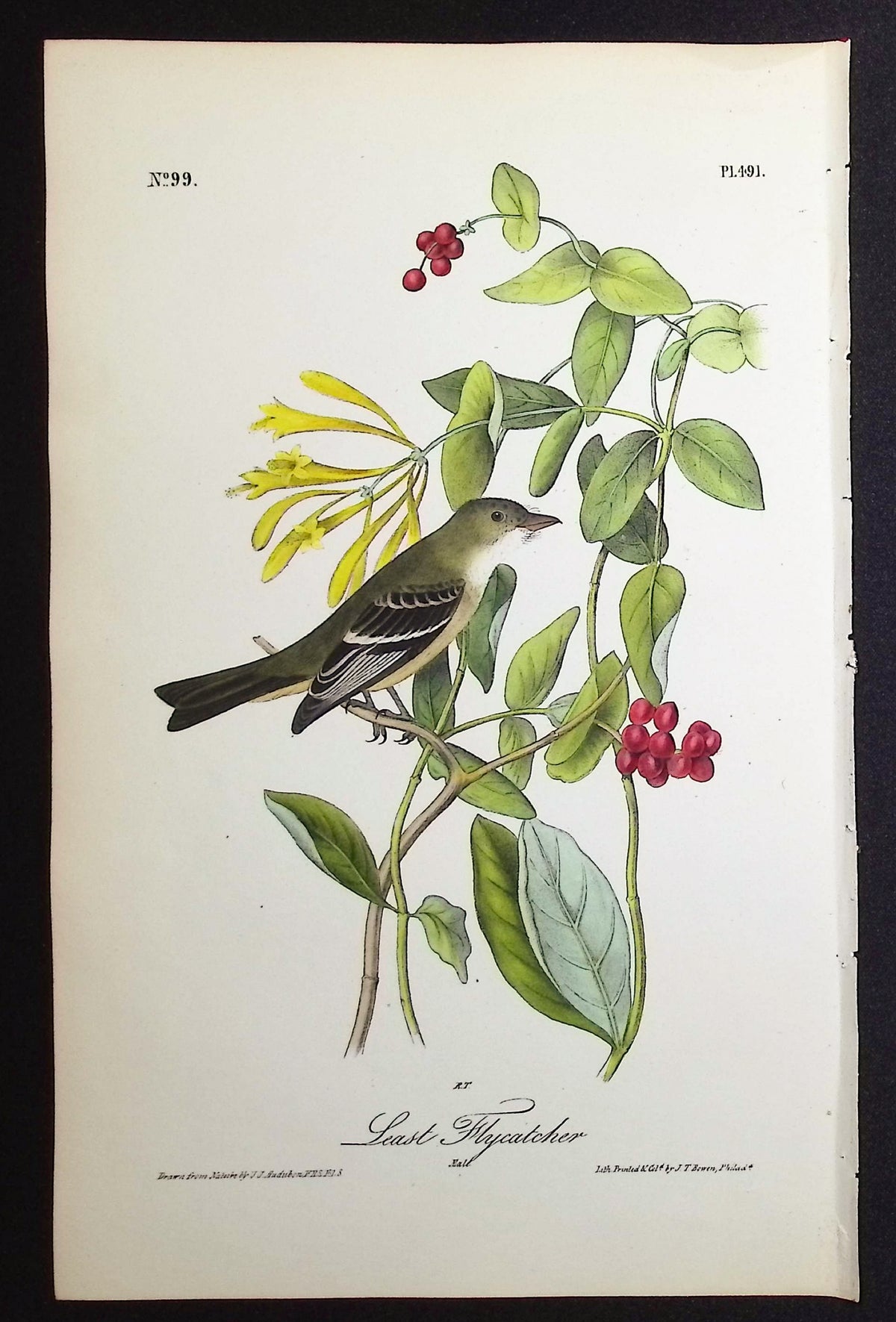 Least Flycatcher