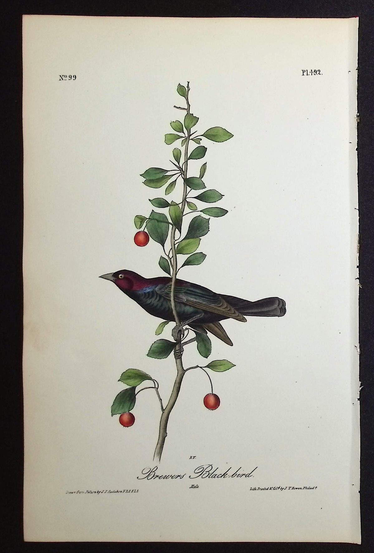 Brewer's Black-bird