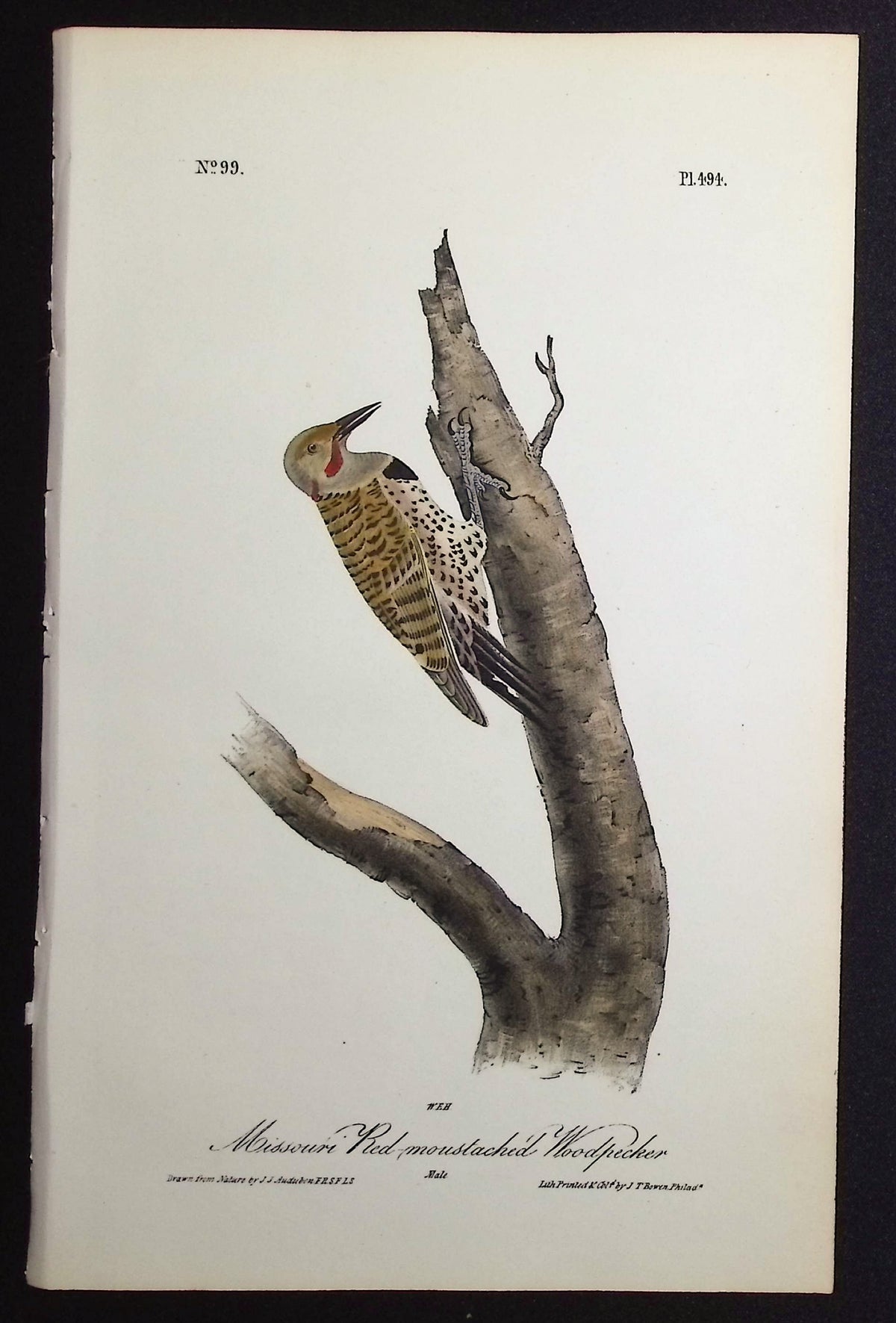 Missouri Red-moustached Woodpecker
