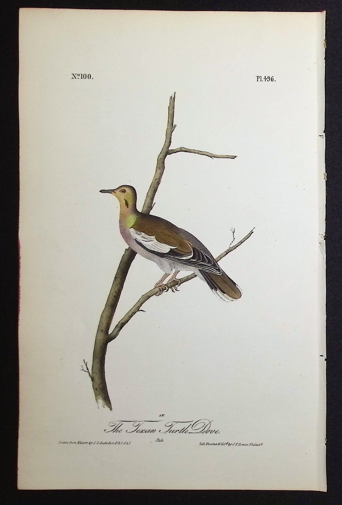 The Texan Turtle Dove