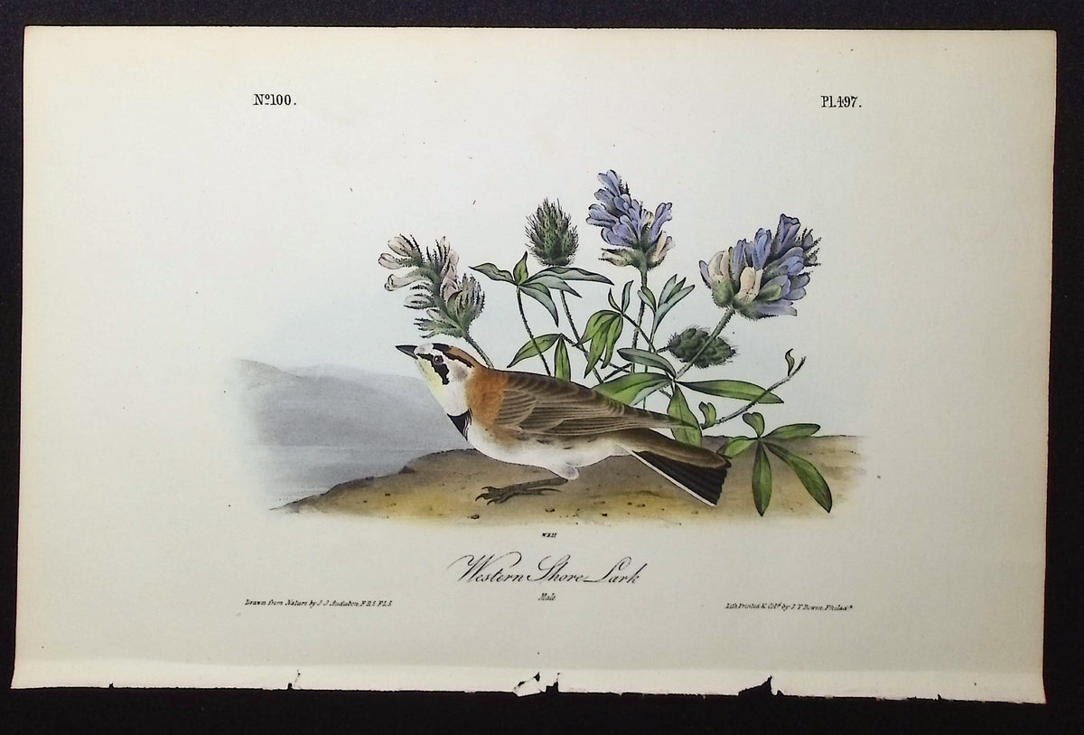 Western Shore Lark