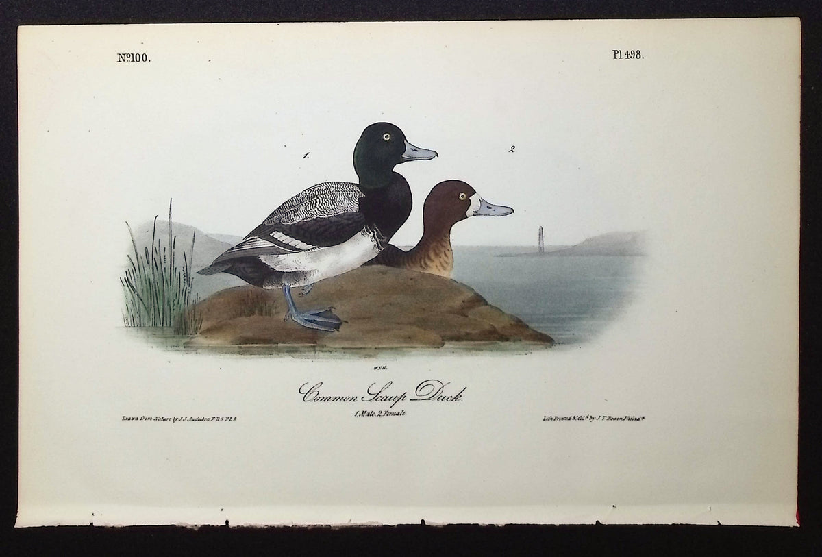 Common Scaup Duck