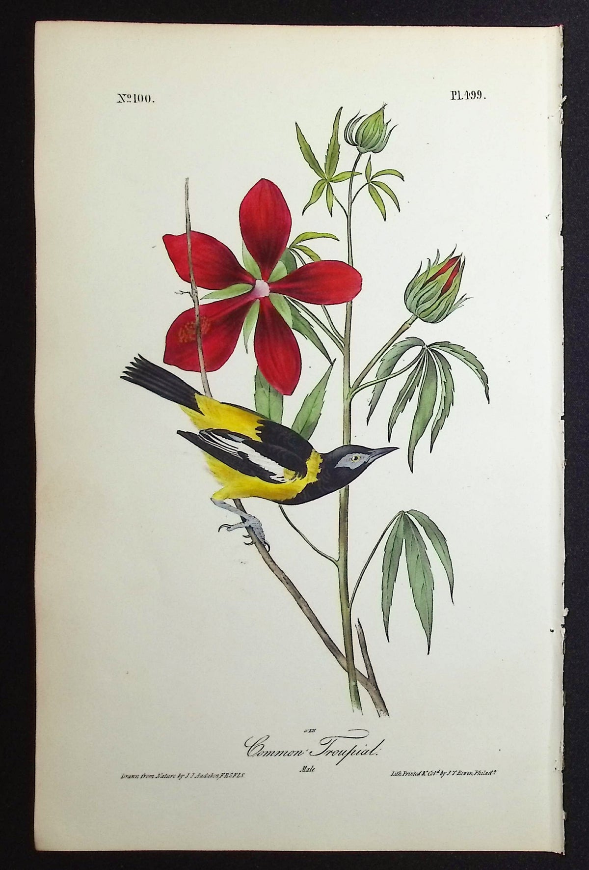 Common Troupial