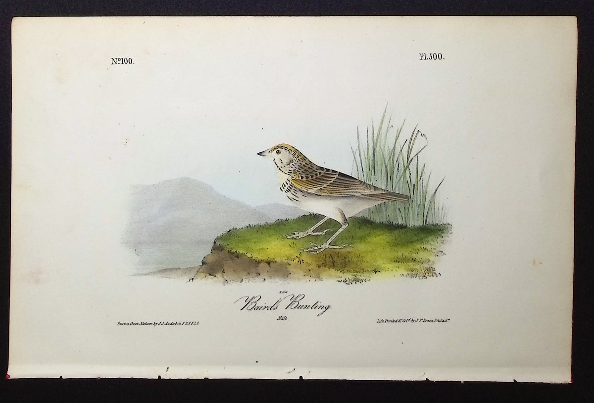 Baird's Bunting