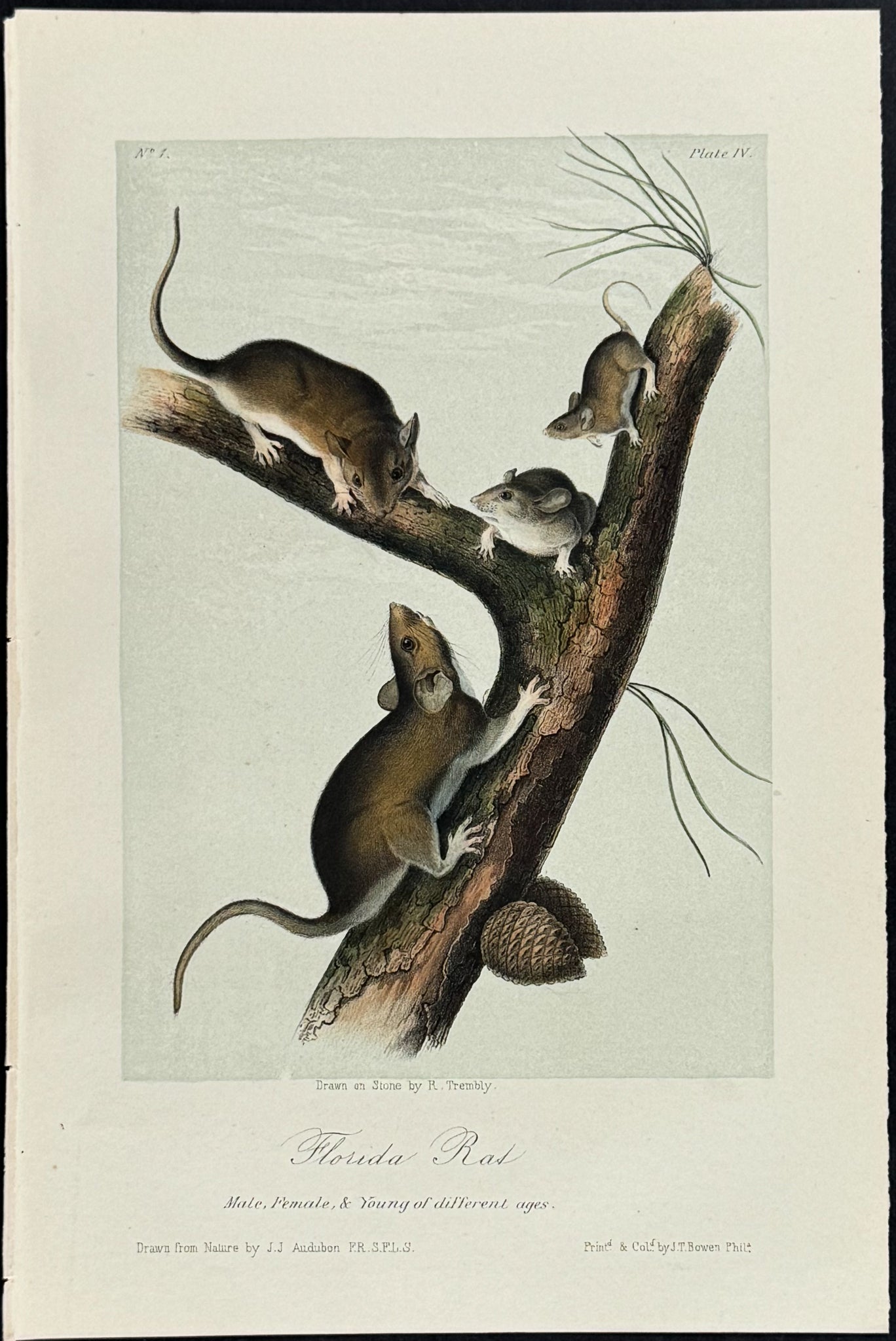 Florida Rat
