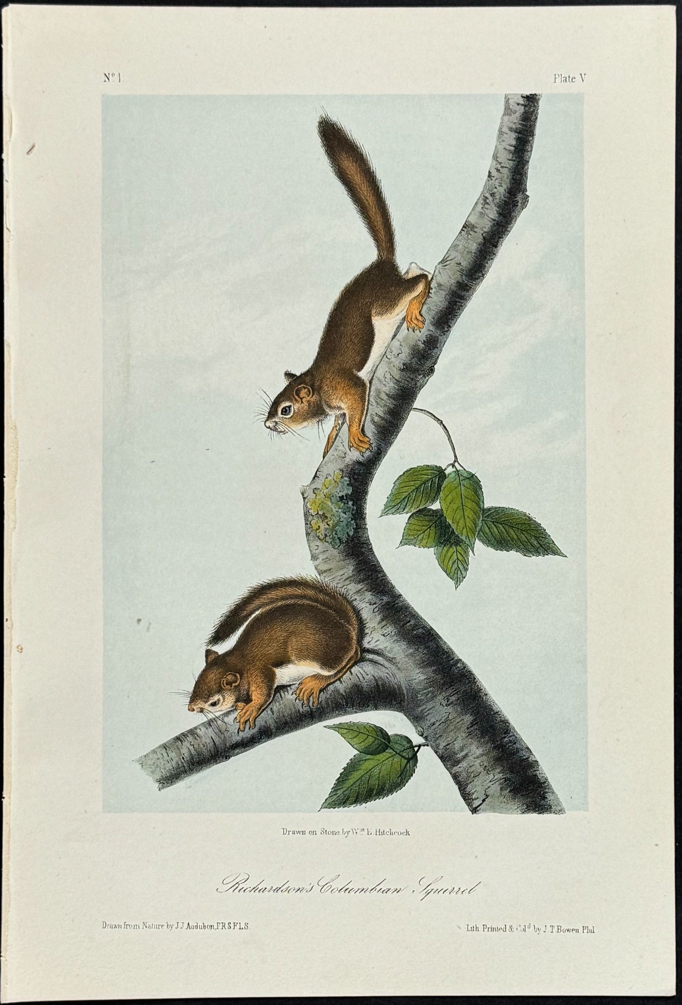 Richardson's Columbian Squirrel