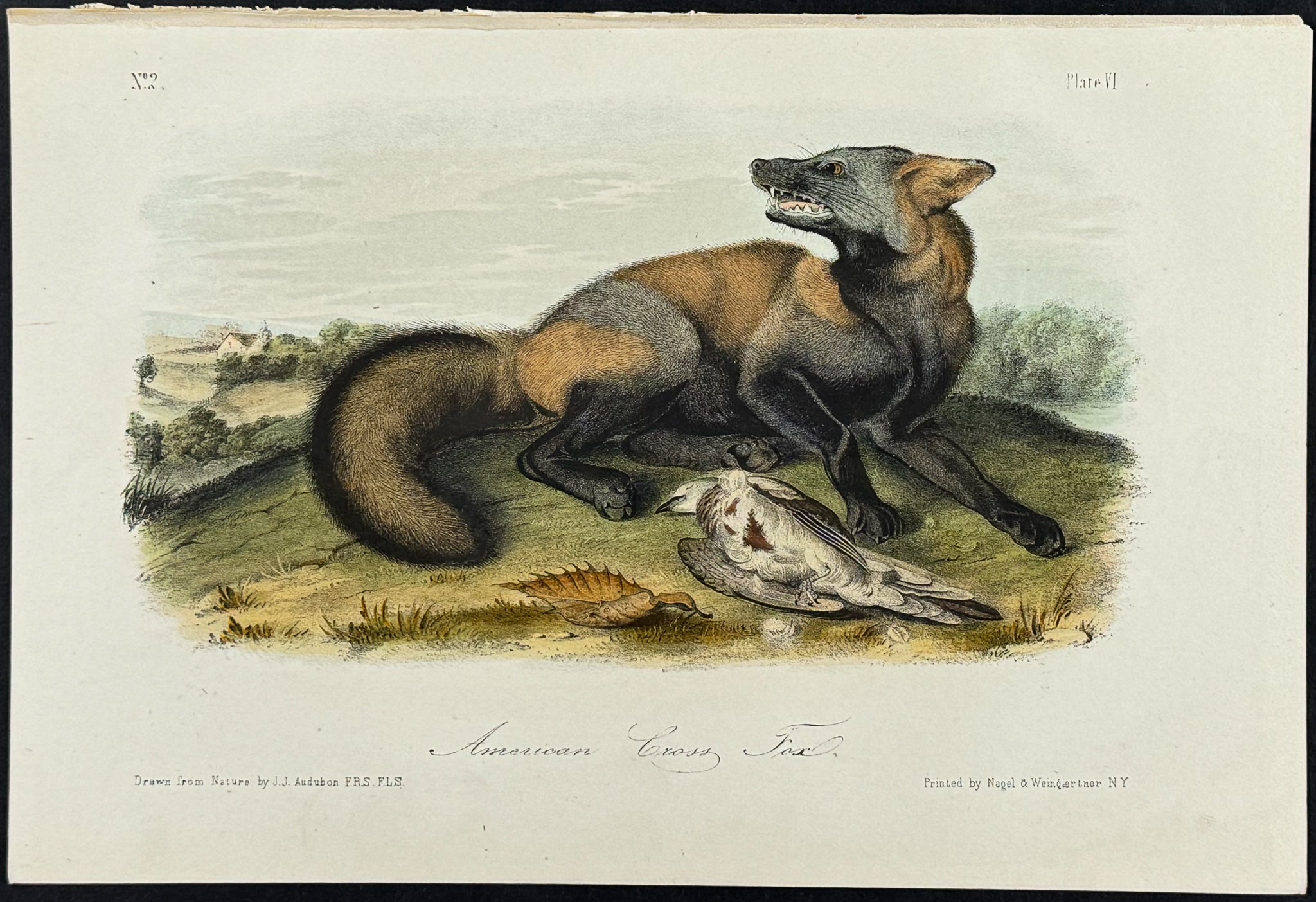 American Cross Fox