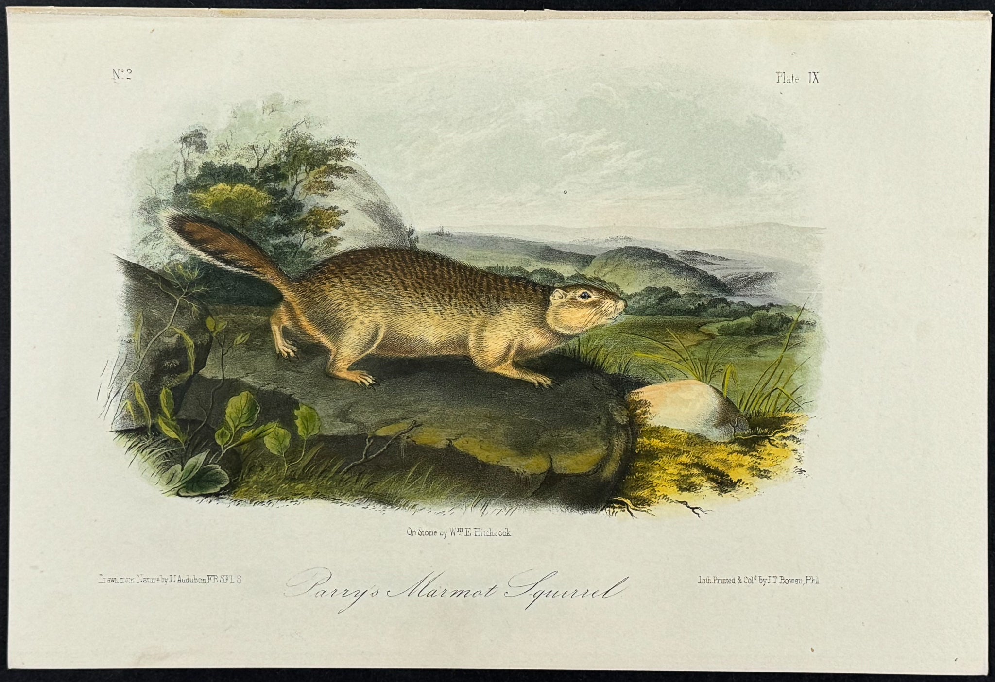 Parry's Marmot Squirrel
