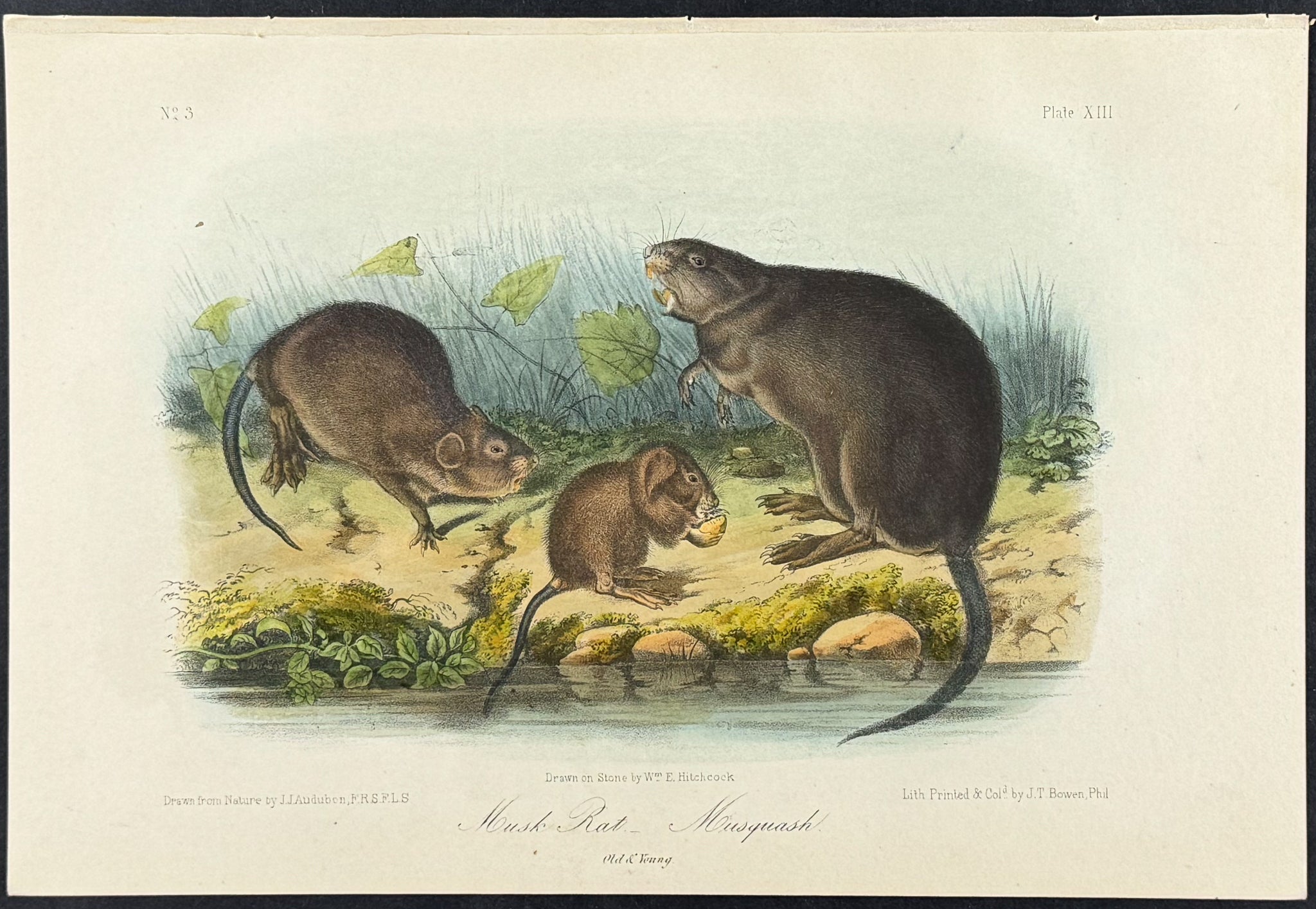 Musk Rat-Musquash