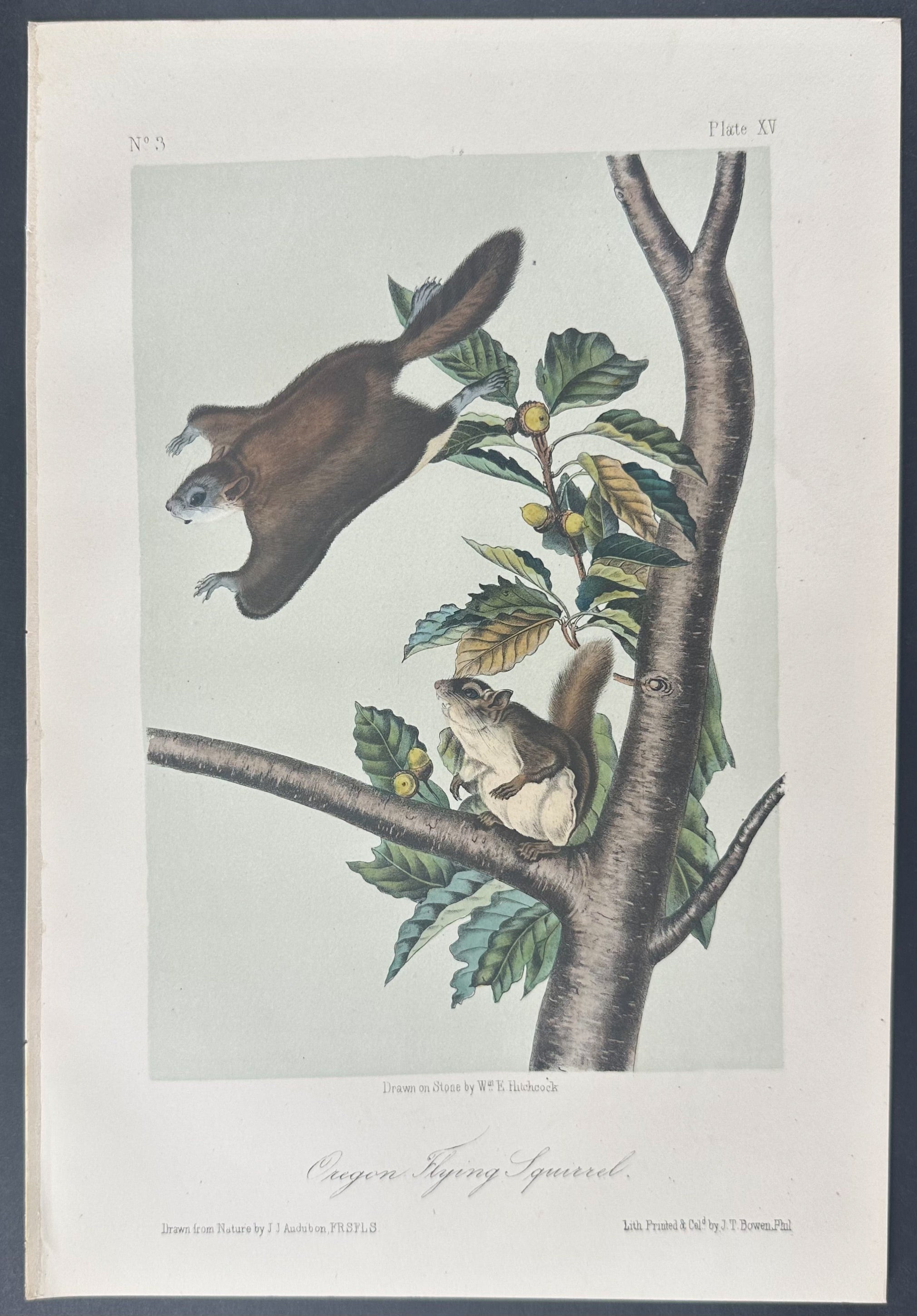 Oregon Flying Squirrel
