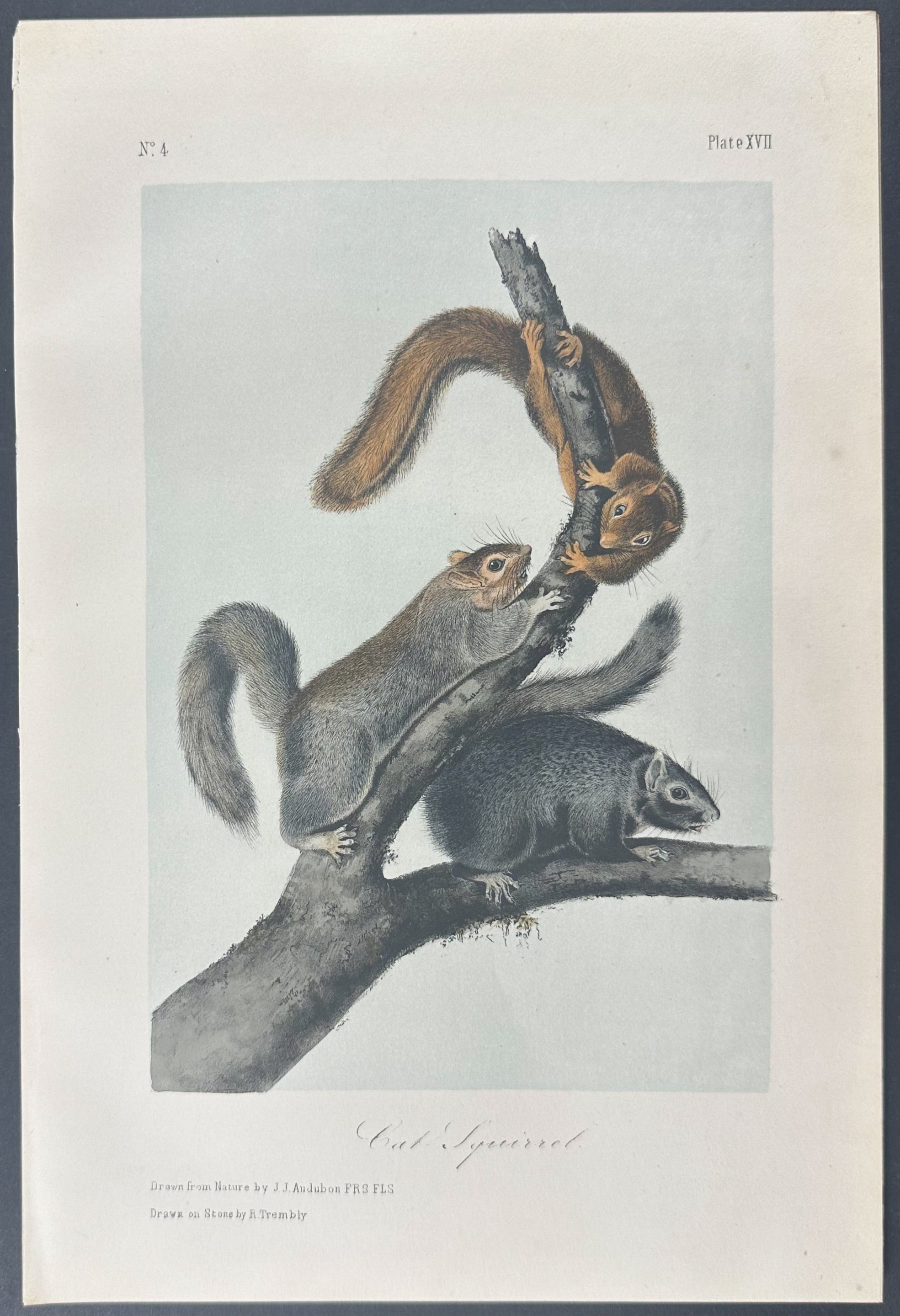 Cat Squirrel