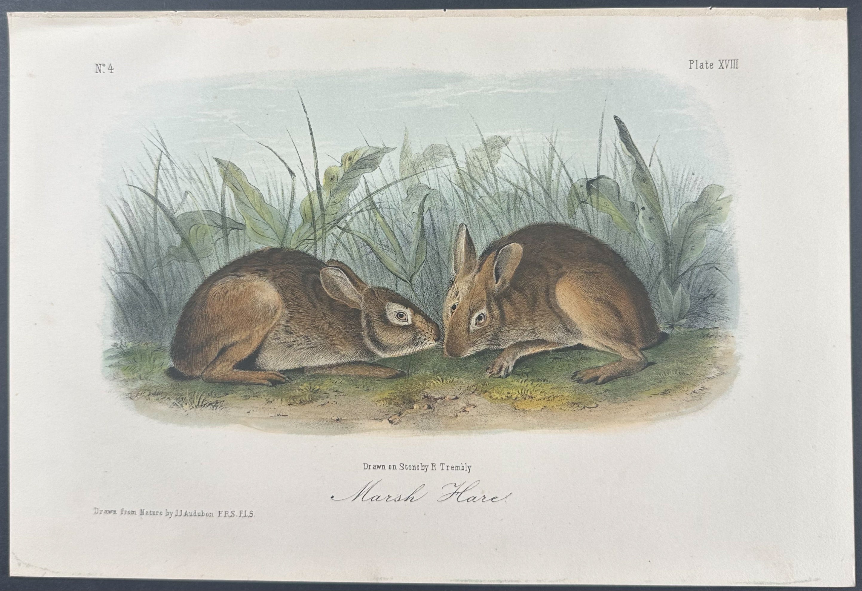 Marsh Hare