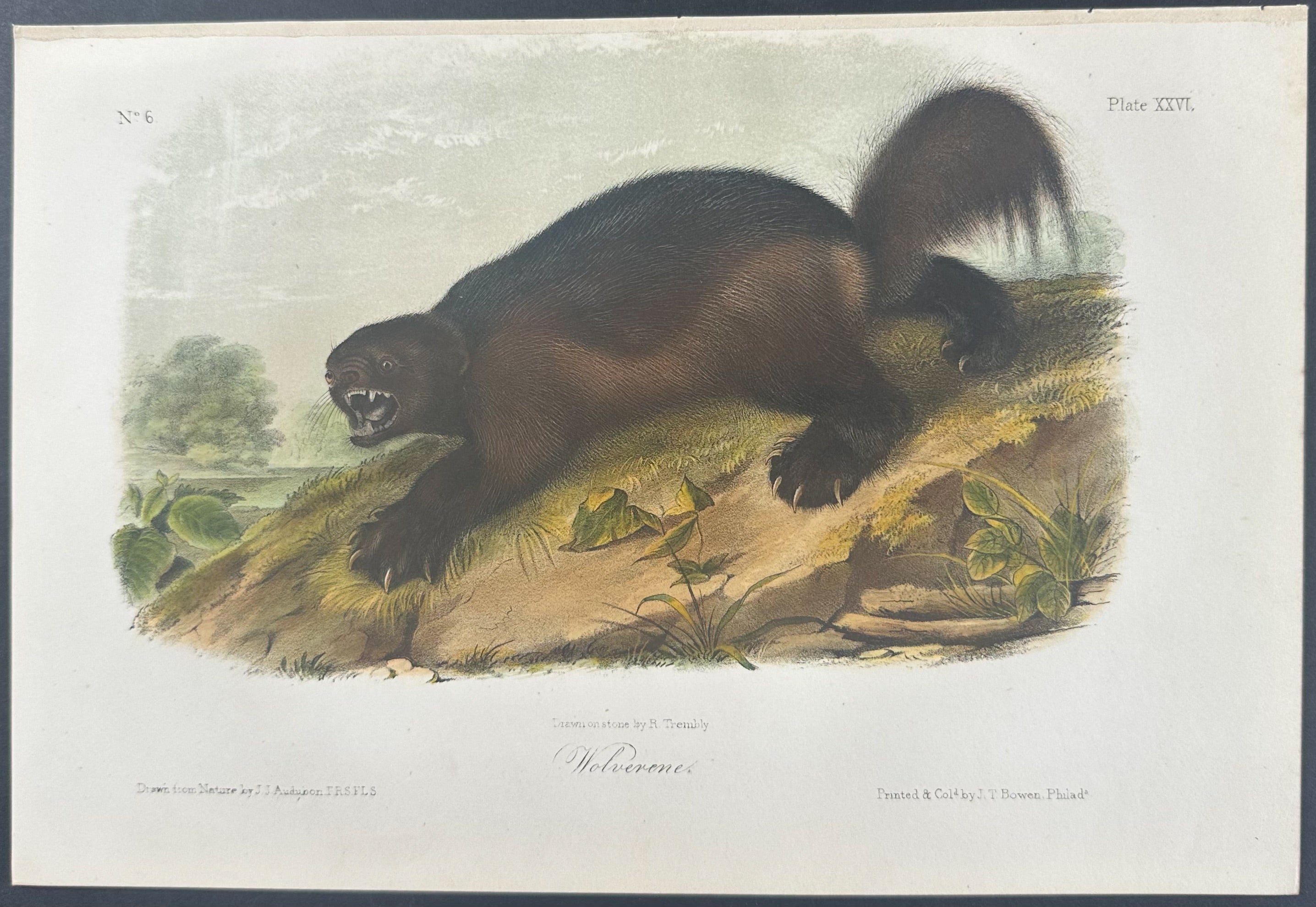 Wolverine