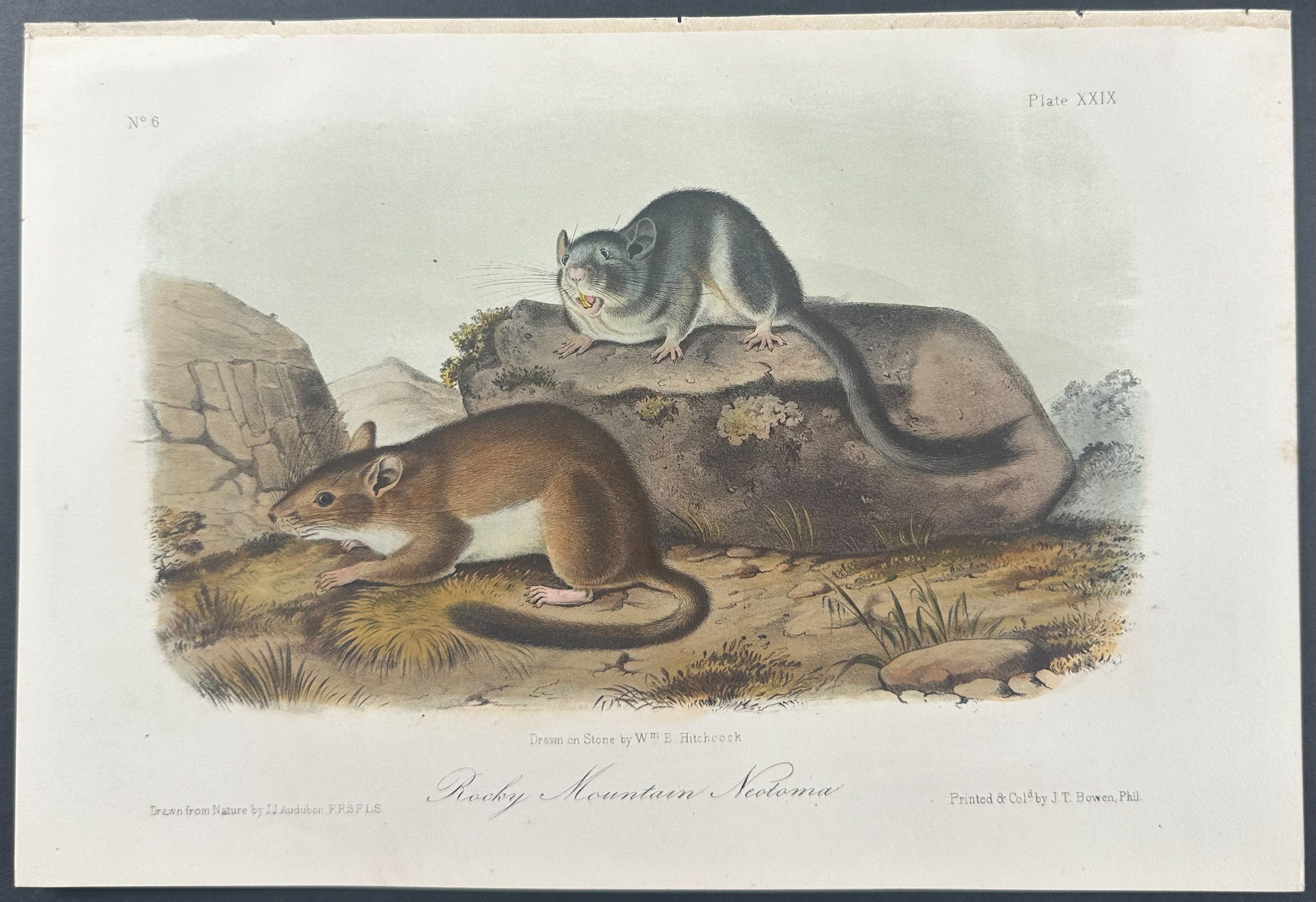 Rocky Mountain Neotoma
