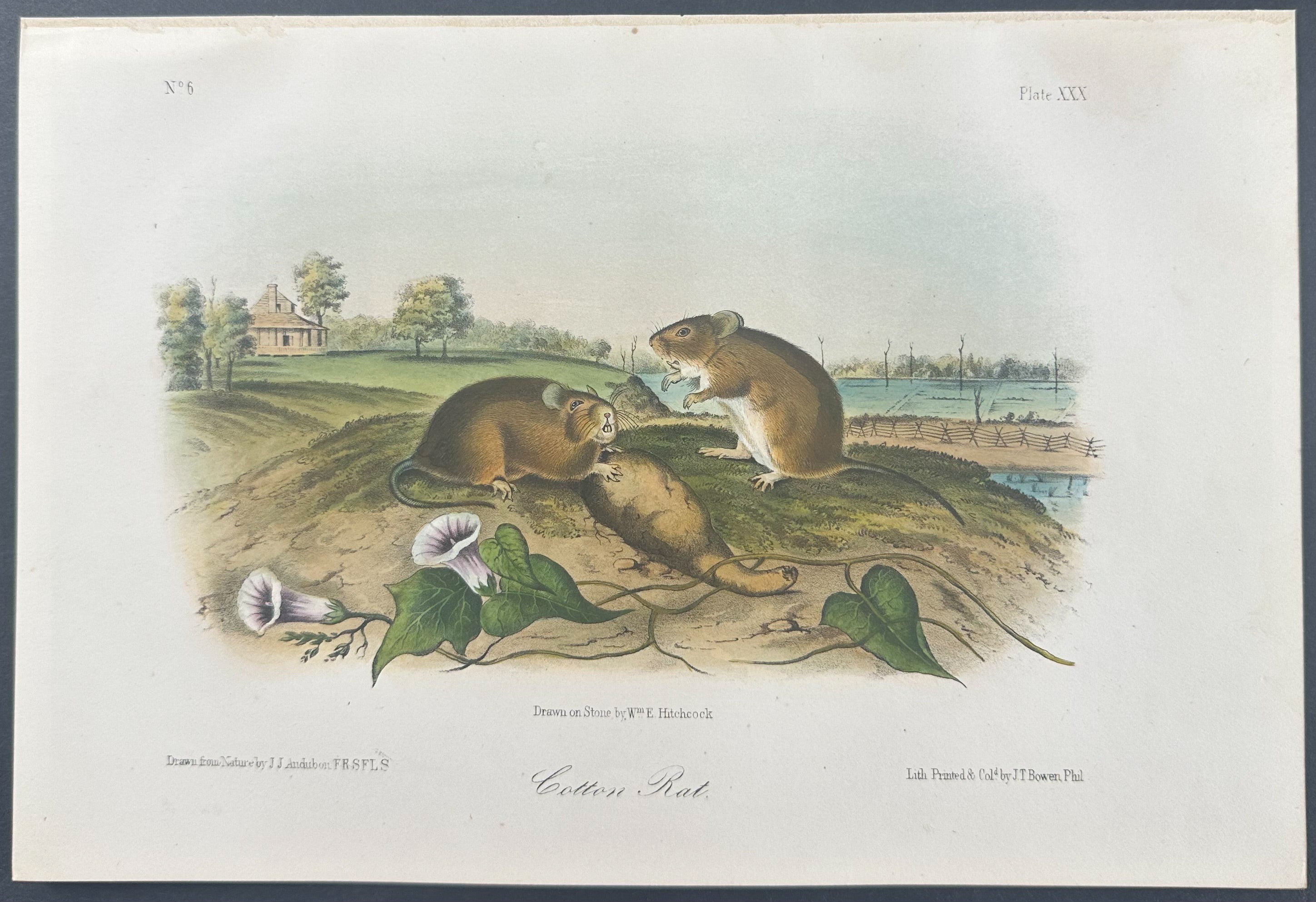 Cotton Rat
