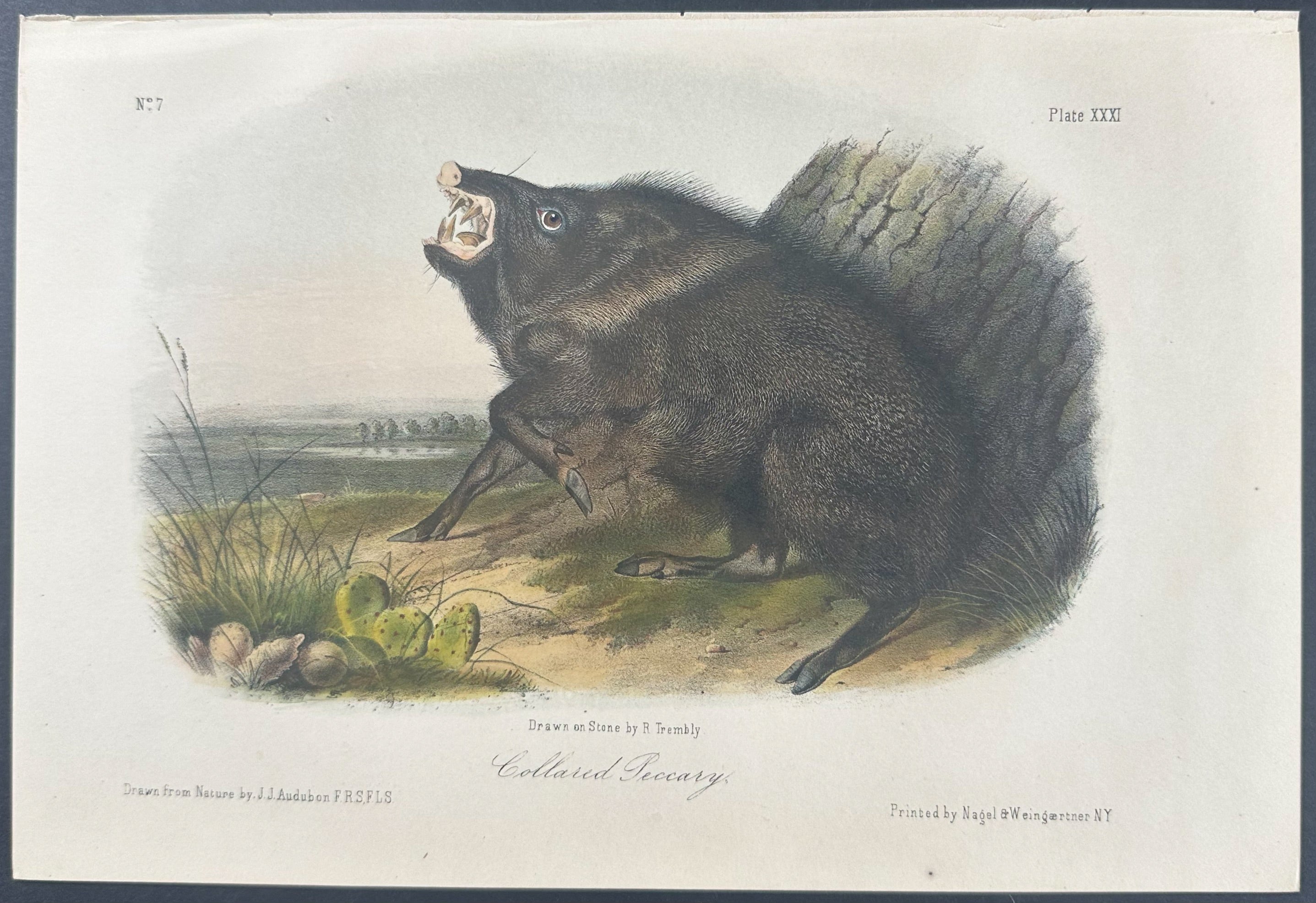 Collared Peccary