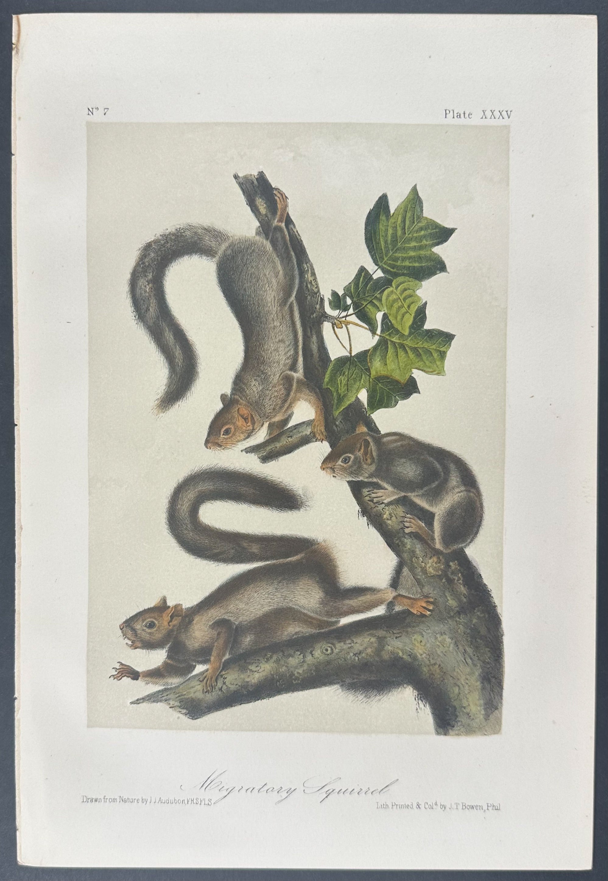 Migratory Squirrel