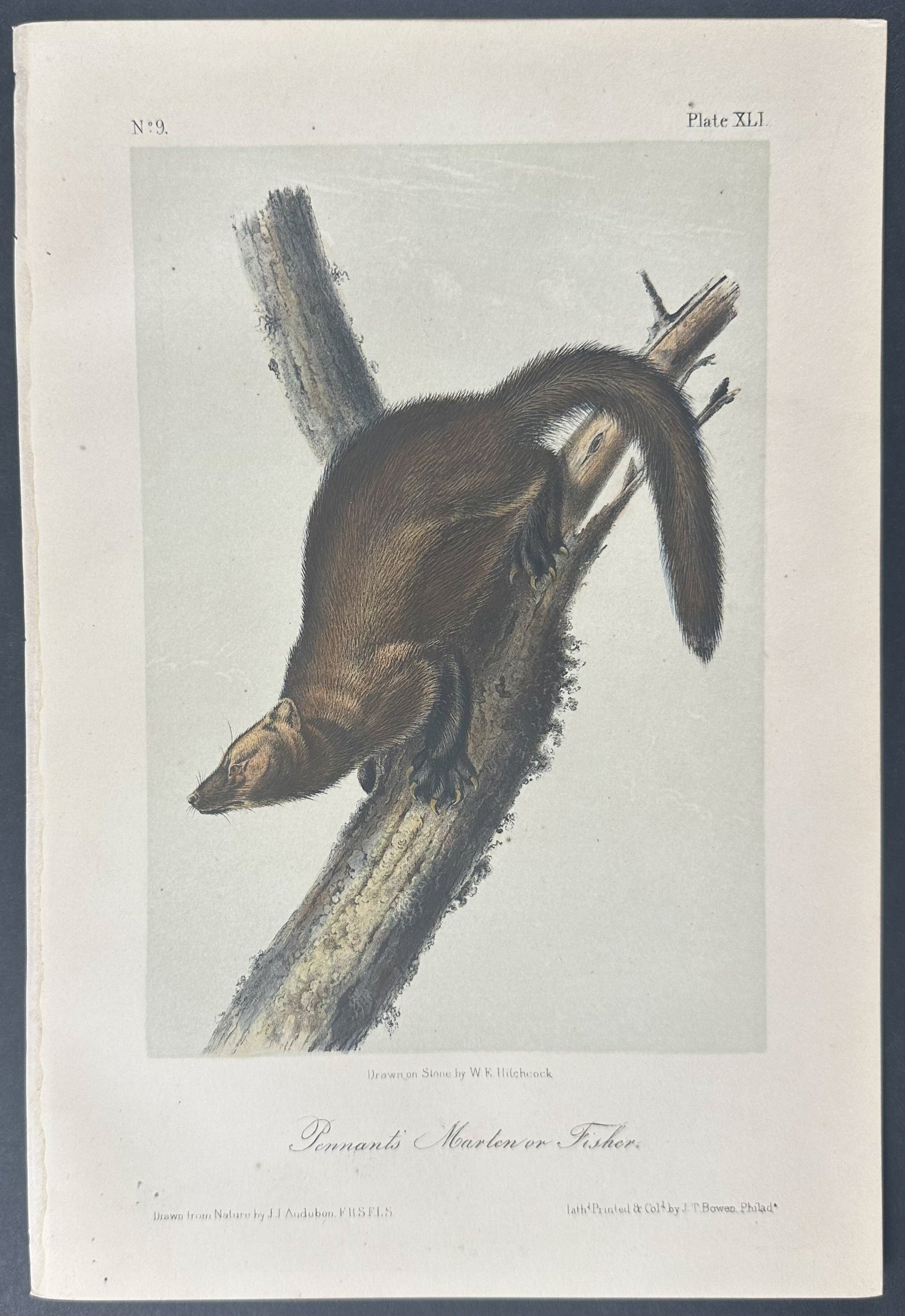 Pennants Marten or Fisher